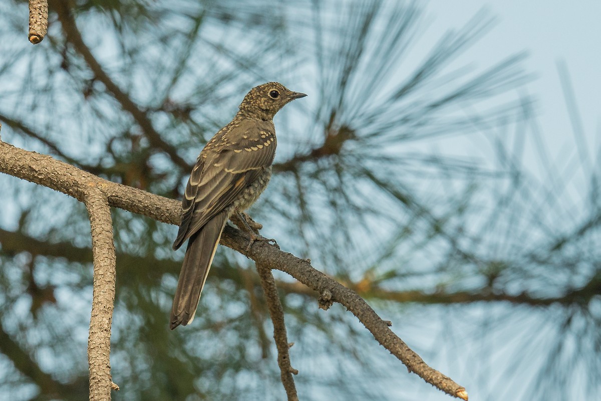 Solitario Norteño - ML110289401