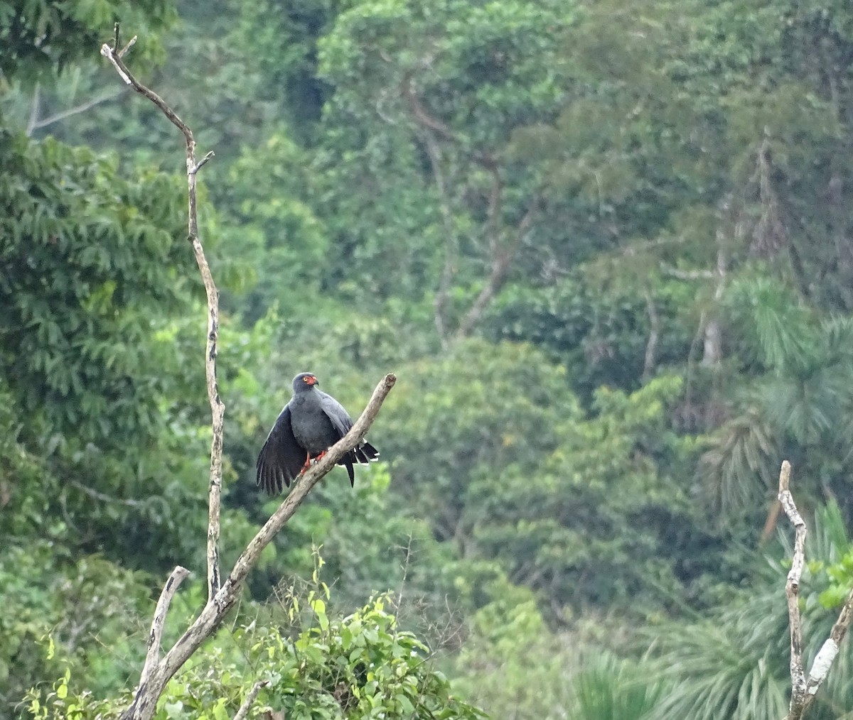 Slate-colored Hawk - Thomas Turner