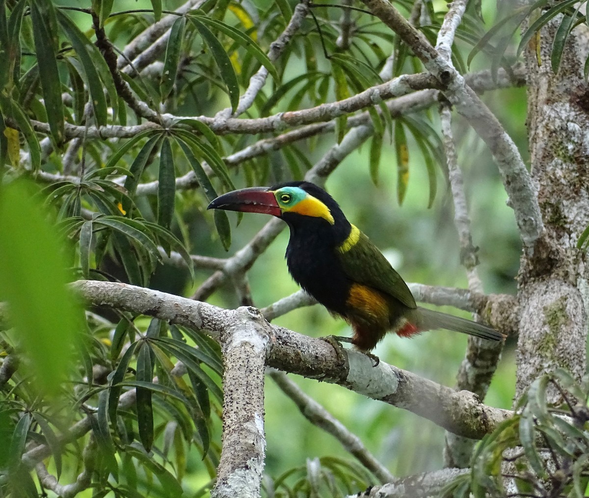 Golden-collared Toucanet - Thomas Turner