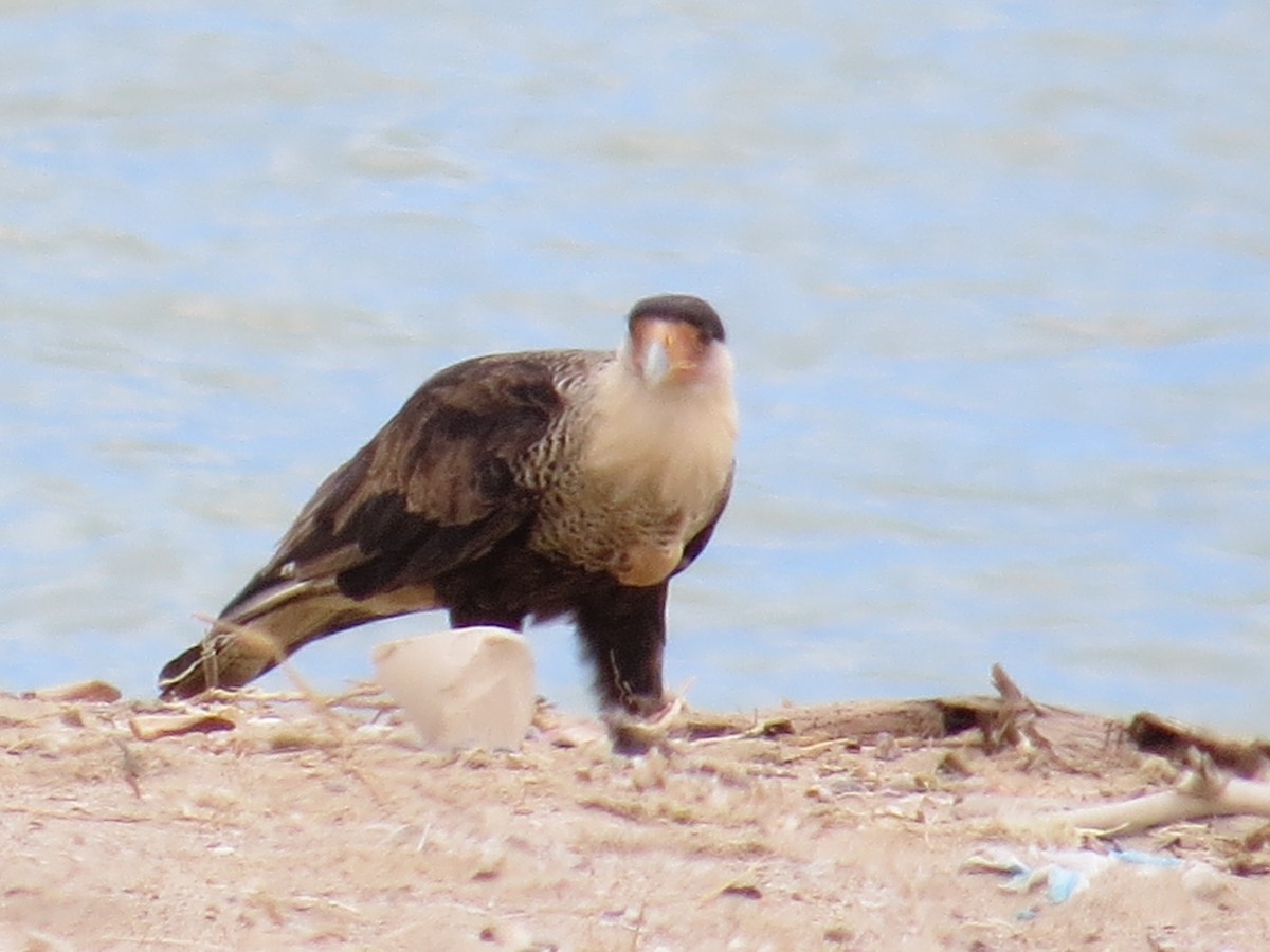 Crested Caracara (Northern) - Glenn Ousset