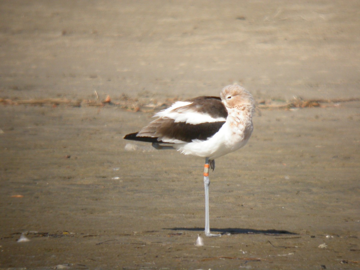 American Avocet - Kimball Garrett