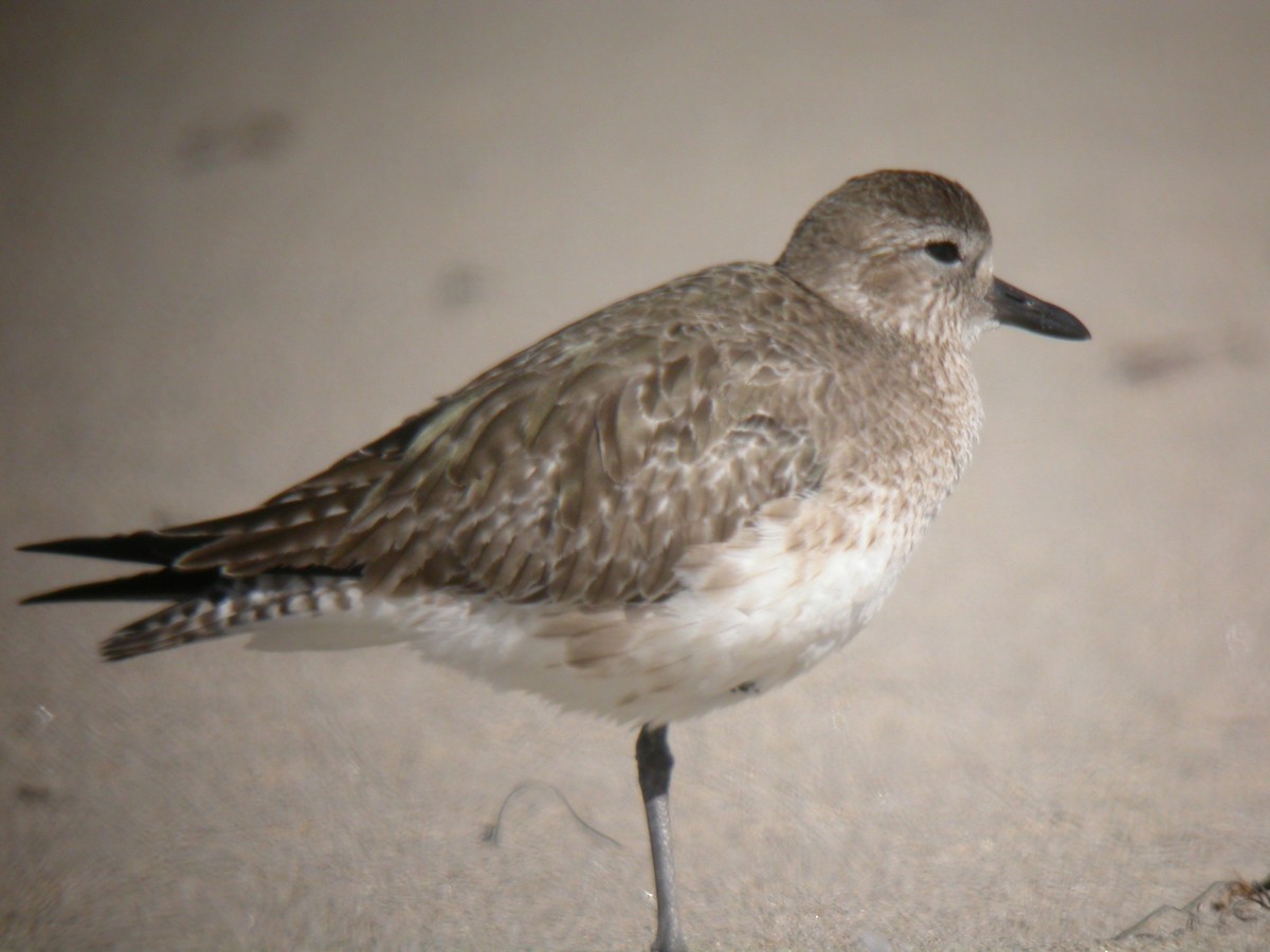 Black-bellied Plover - Kimball Garrett