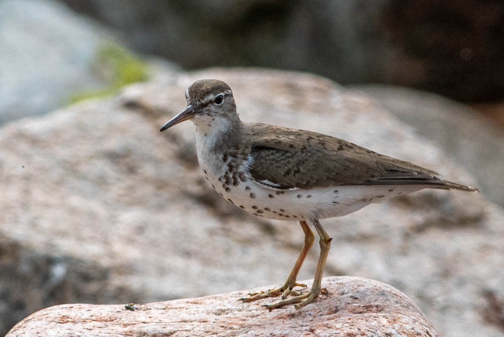 Spotted Sandpiper - Jared Keyes