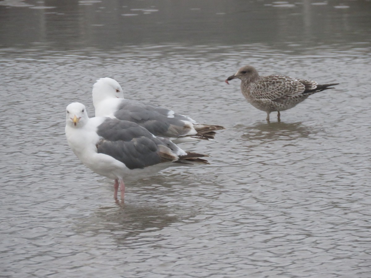 Western Gull - ML110291841