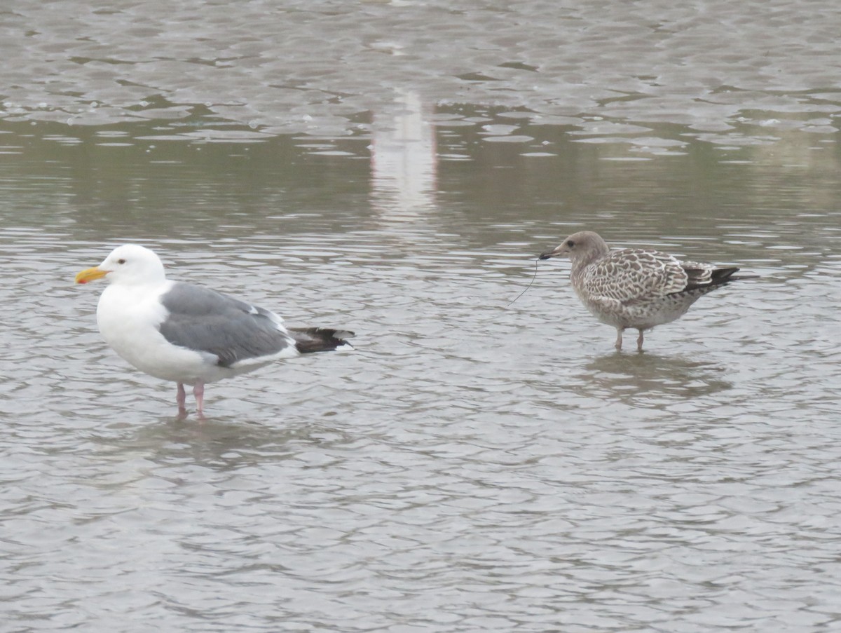 Western Gull - ML110291871