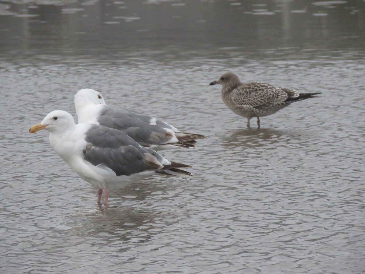 Gaviota Occidental - ML110291881