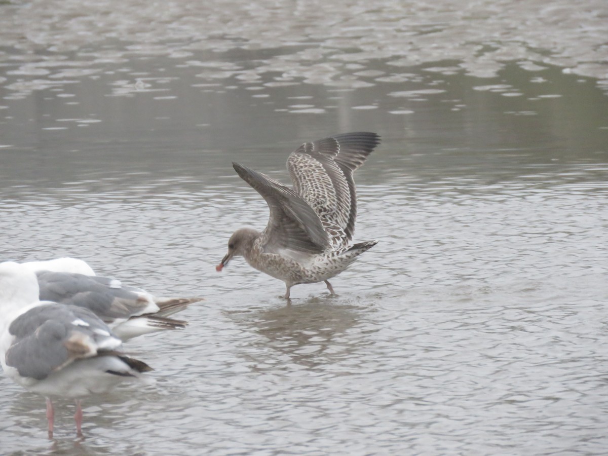 gull sp. - Courtney Kelly Jett