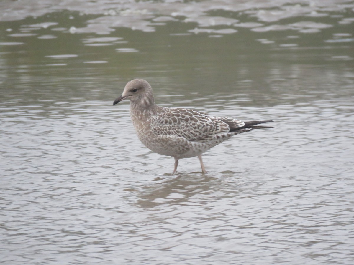 gull sp. - Courtney Kelly Jett