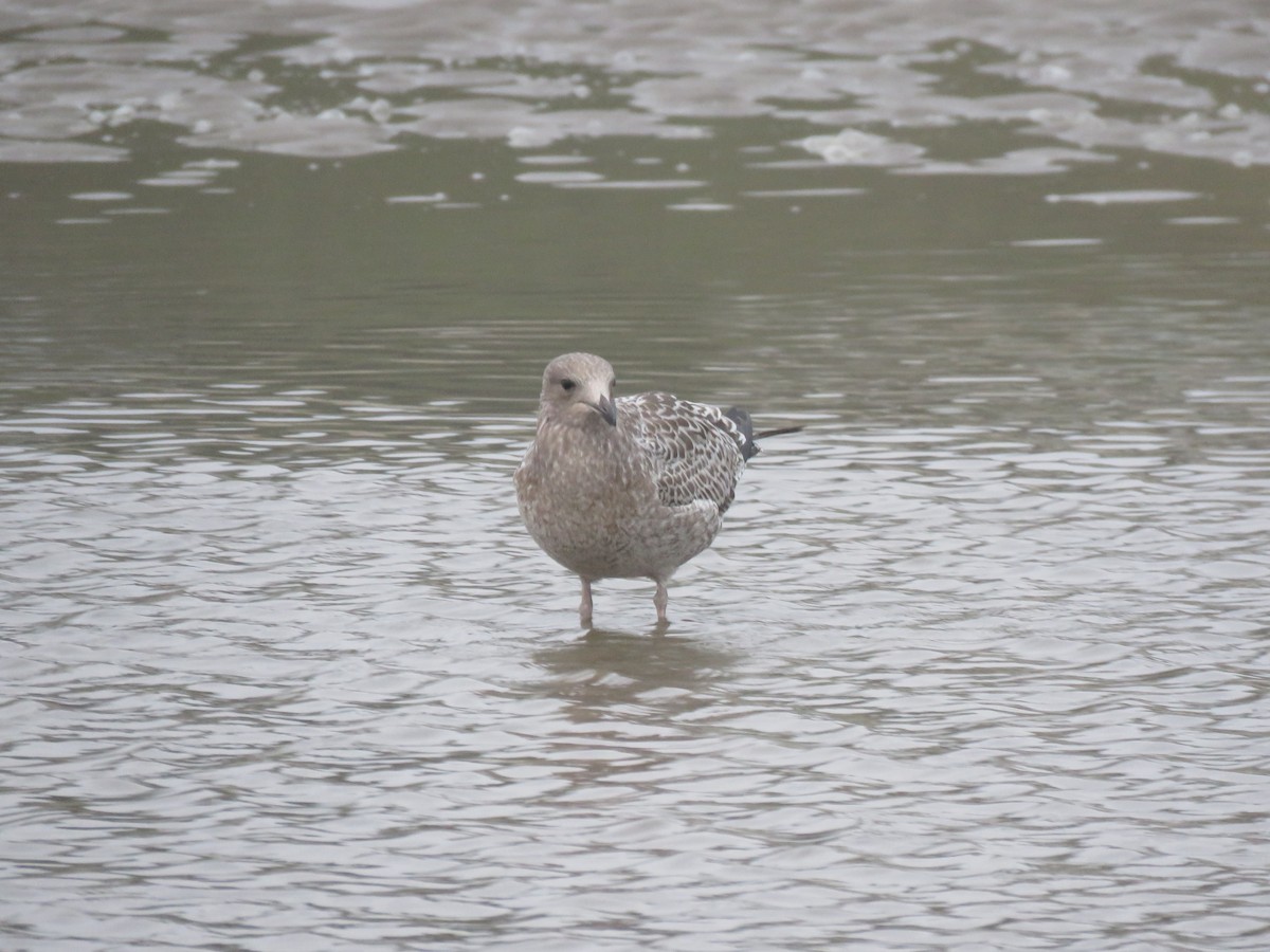 Gaviota/Gavión sp. - ML110291931