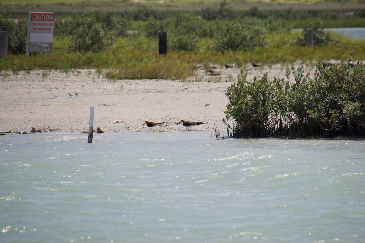 Black Skimmer - ML110292391