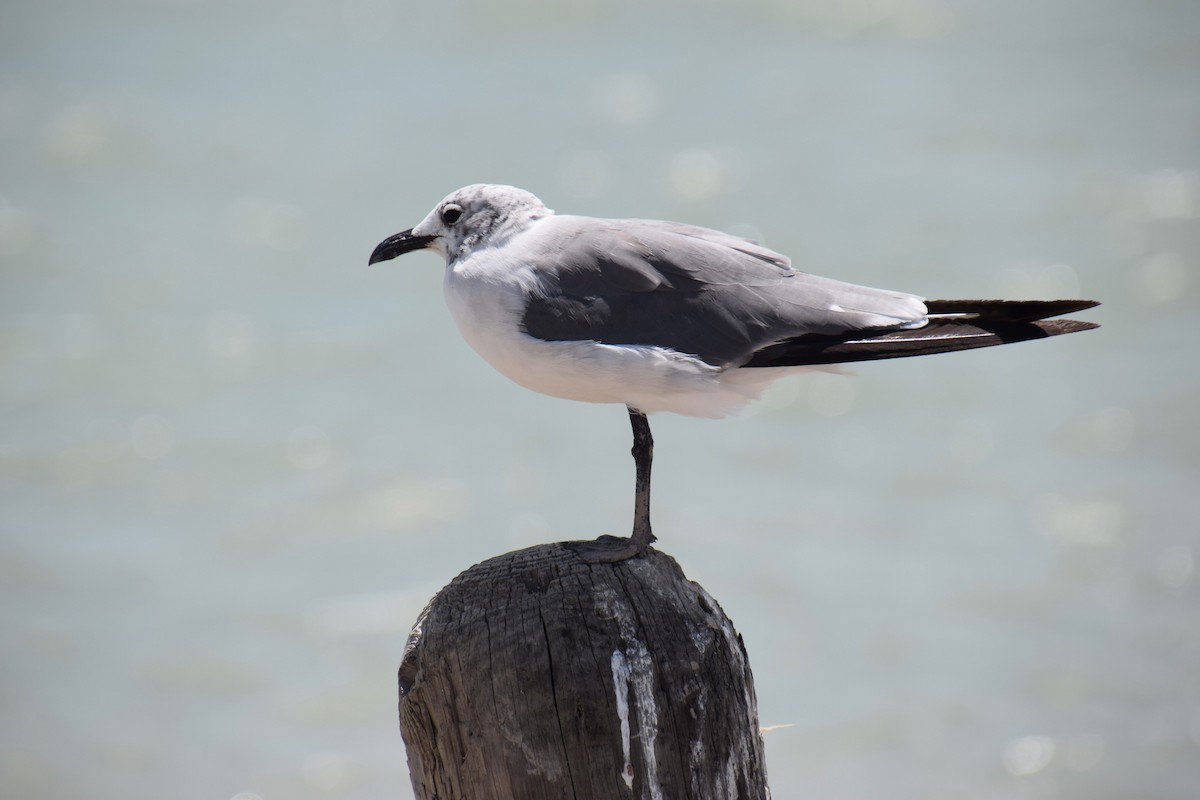 Laughing Gull - ML110292411