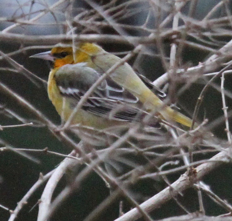 Bullock's Oriole - ML110292491