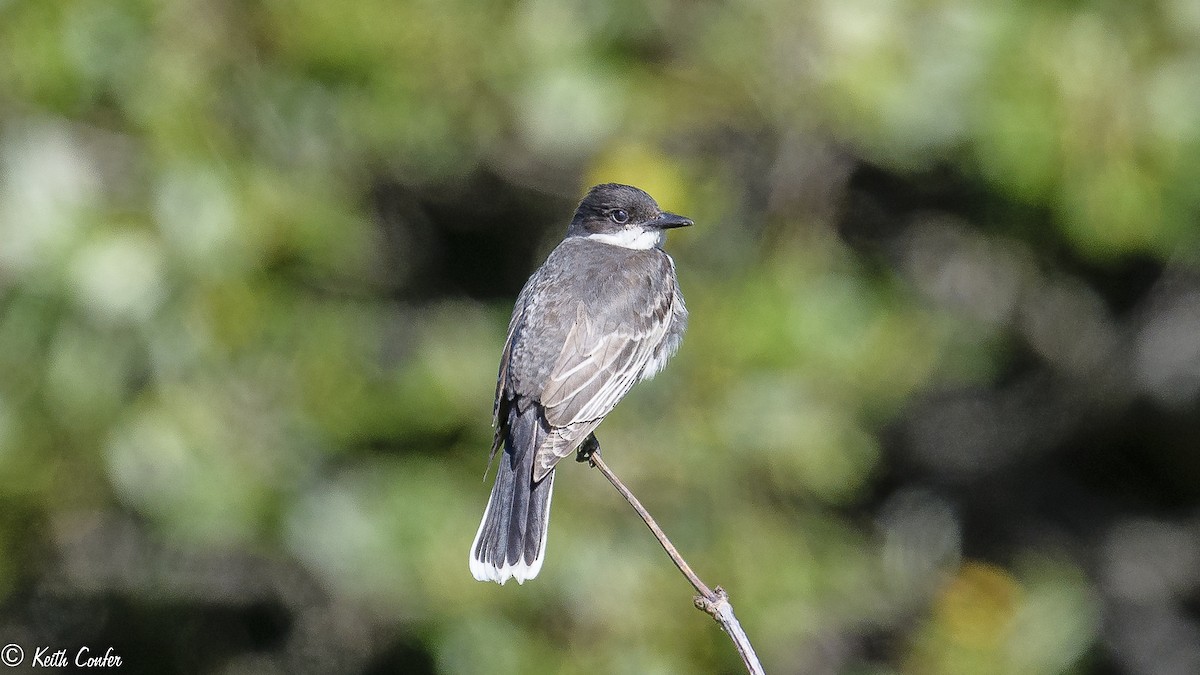 Eastern Kingbird - Keith Confer