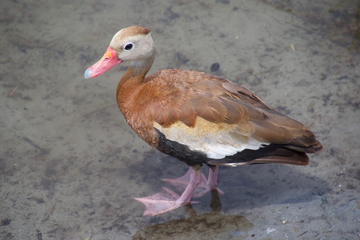 Black-bellied Whistling-Duck - ML110292751