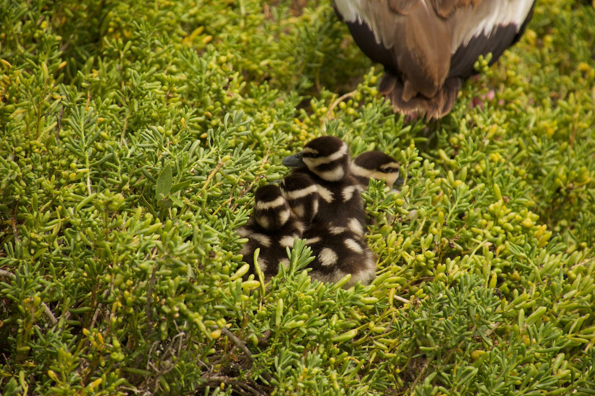 Black-bellied Whistling-Duck - ML110292771