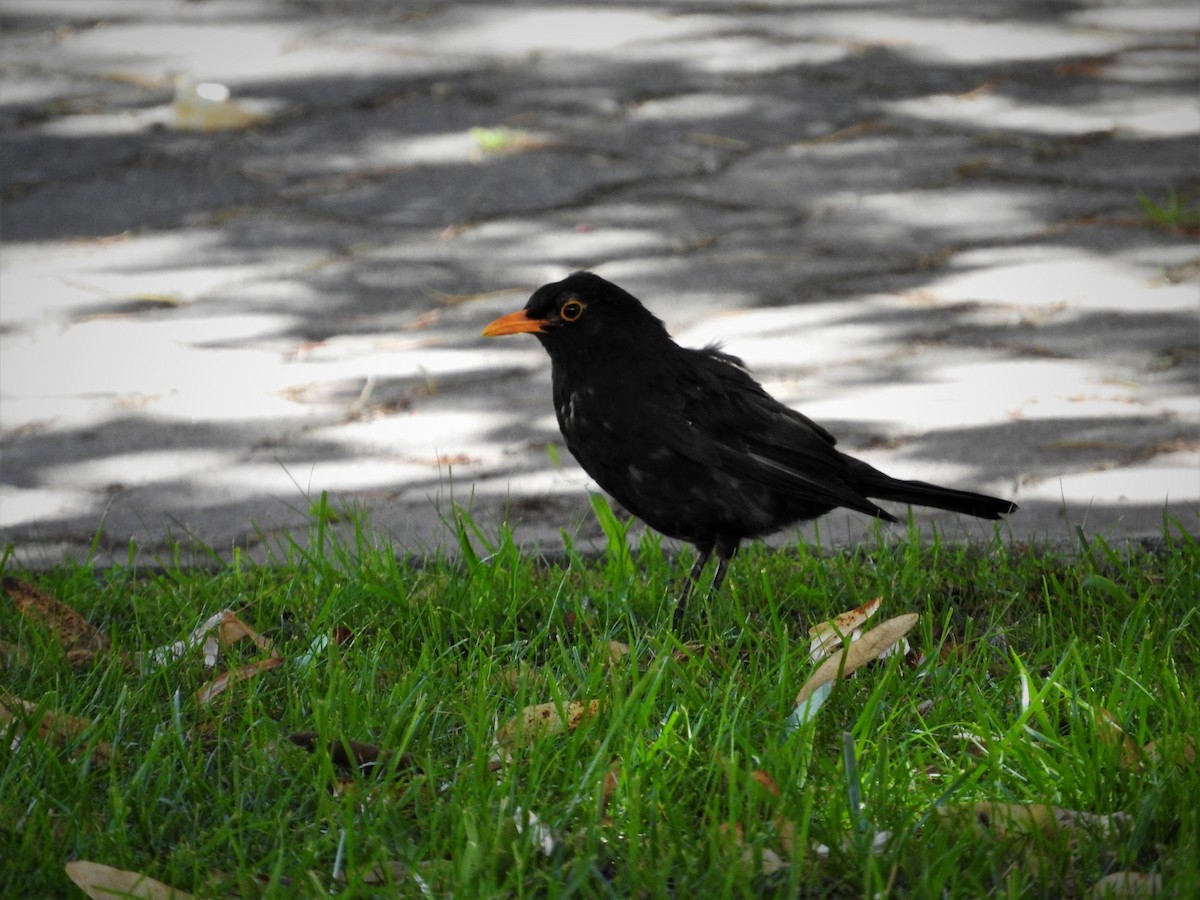 Eurasian Blackbird - ML110292941