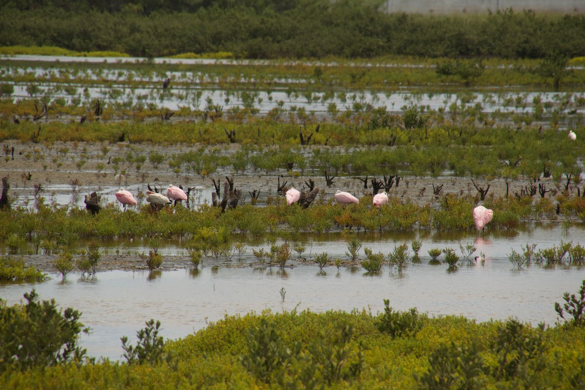 Roseate Spoonbill - ML110292961