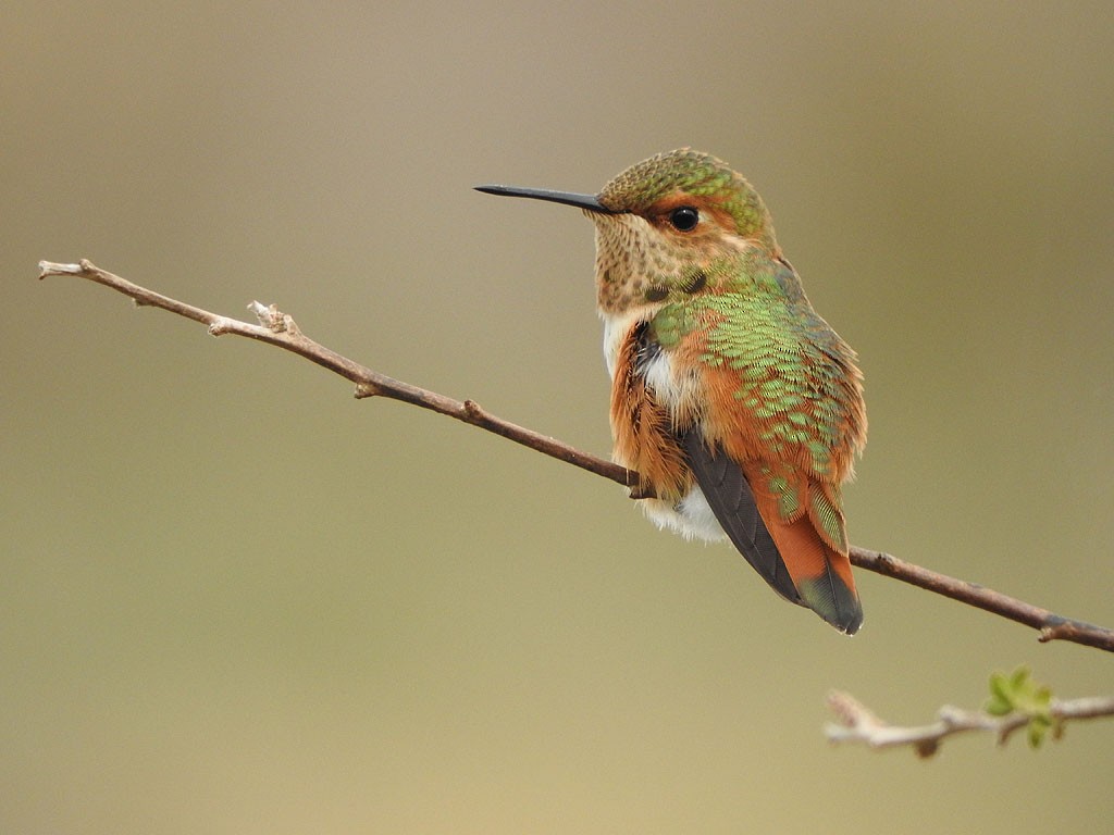 Rufous Hummingbird - ML110294171