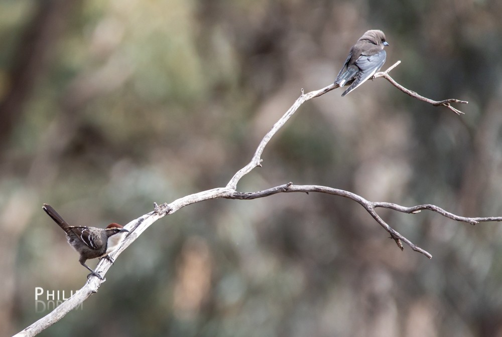 Chestnut-crowned Babbler - ML110294381