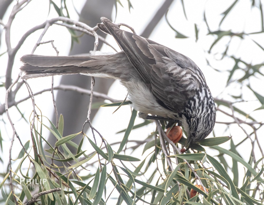 Striped Honeyeater - ML110294511