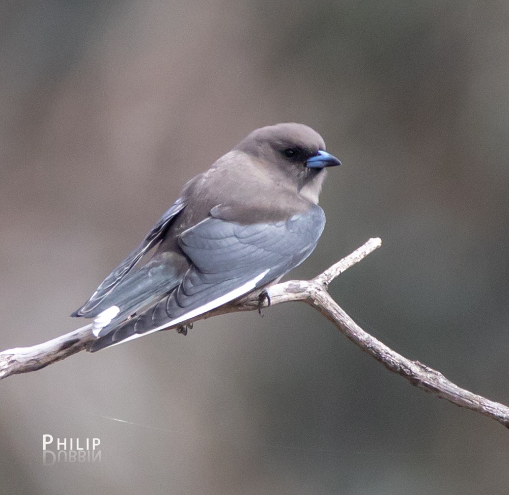 Dusky Woodswallow - ML110294591