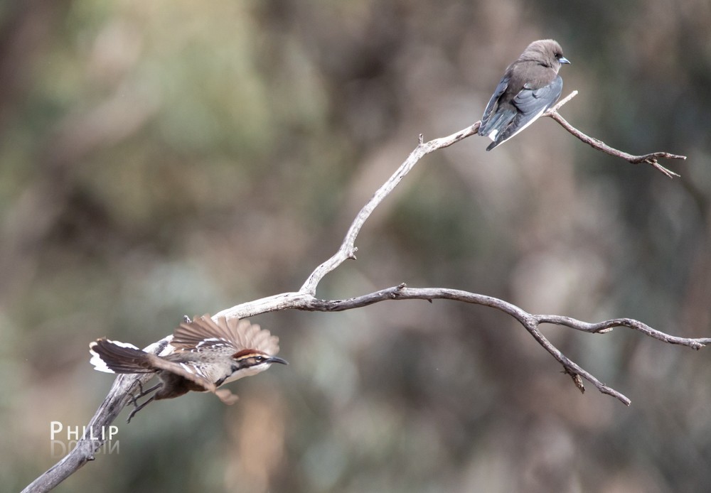 Dusky Woodswallow - ML110294611