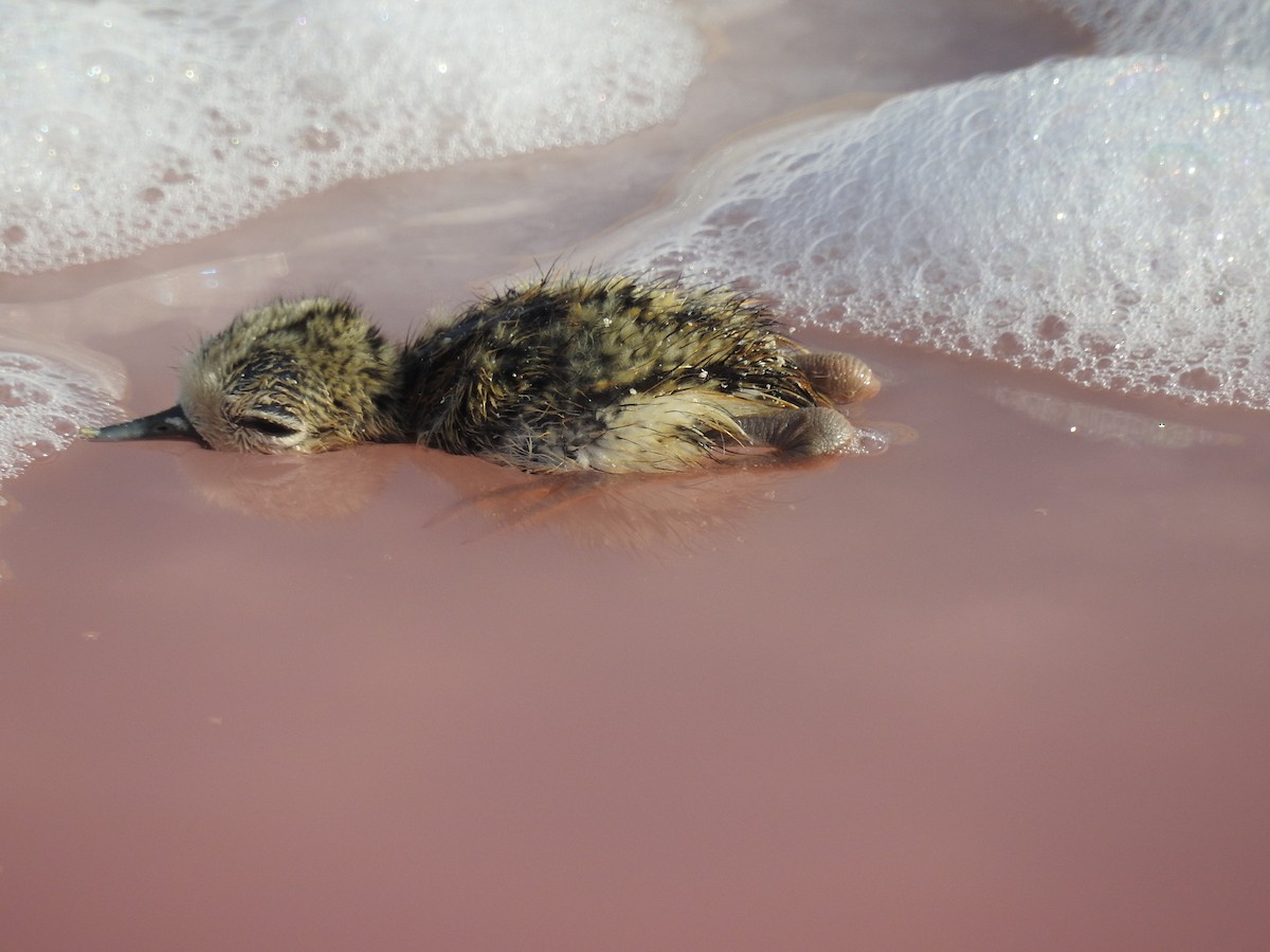 pisila černokrká (ssp. mexicanus) - ML110294681