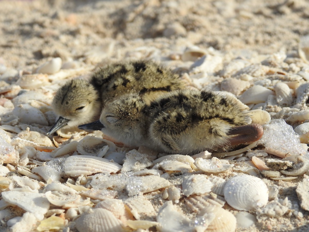 pisila černokrká (ssp. mexicanus) - ML110294721