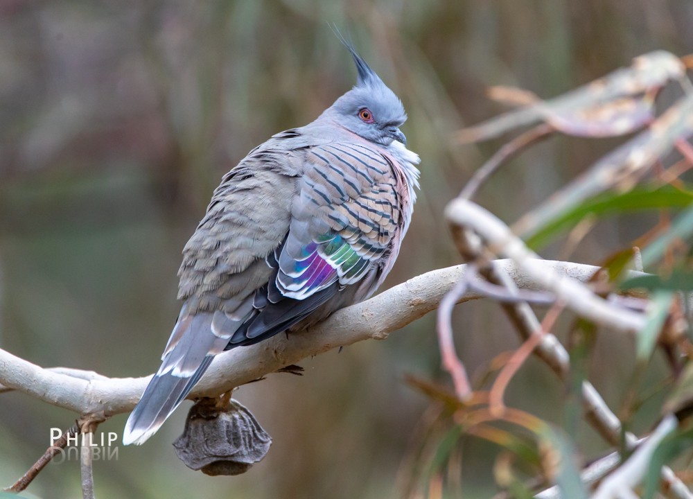 Crested Pigeon - ML110294971