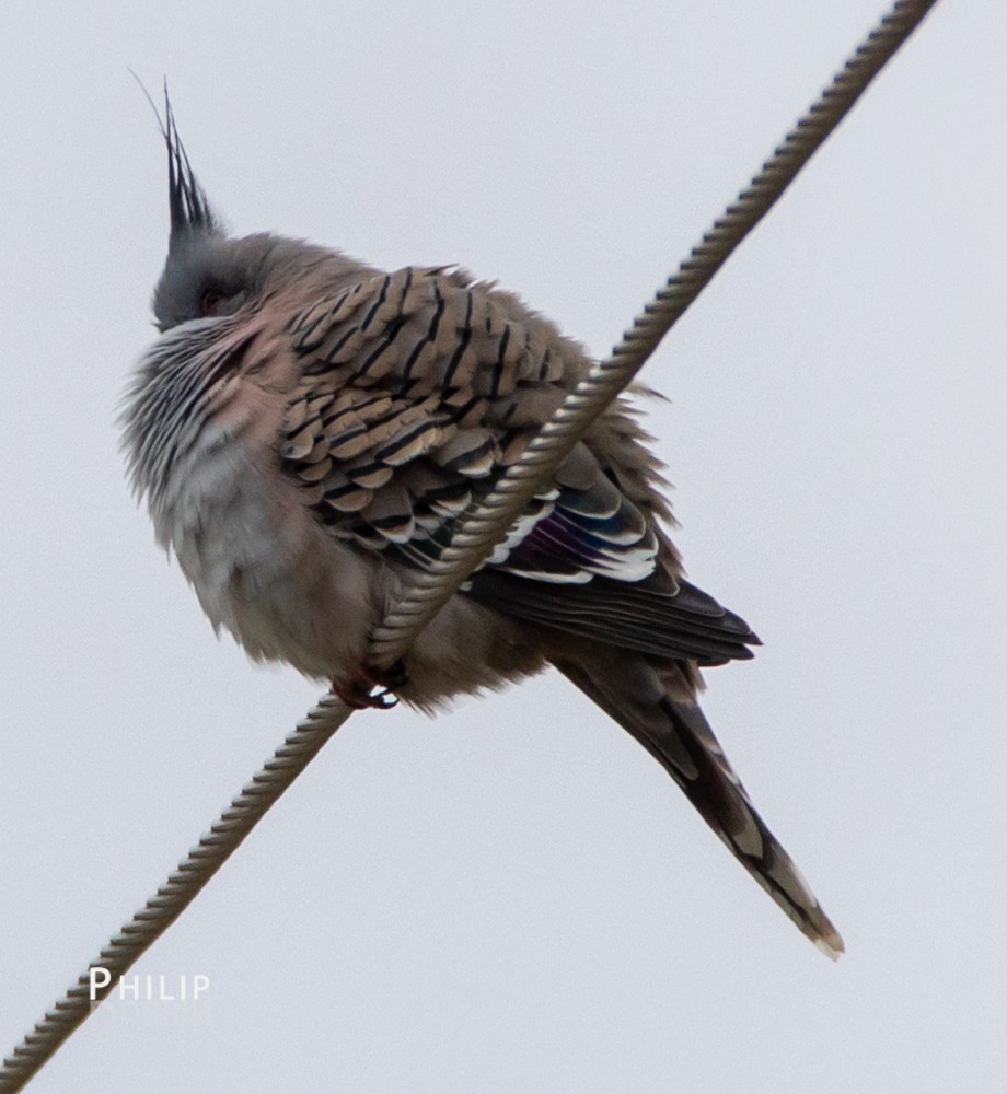 Crested Pigeon - ML110294991