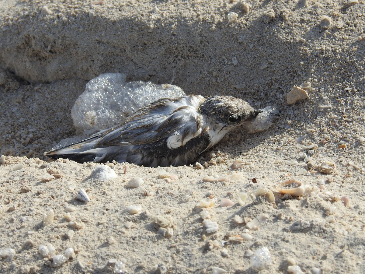 rybák nejmenší - ML110295031