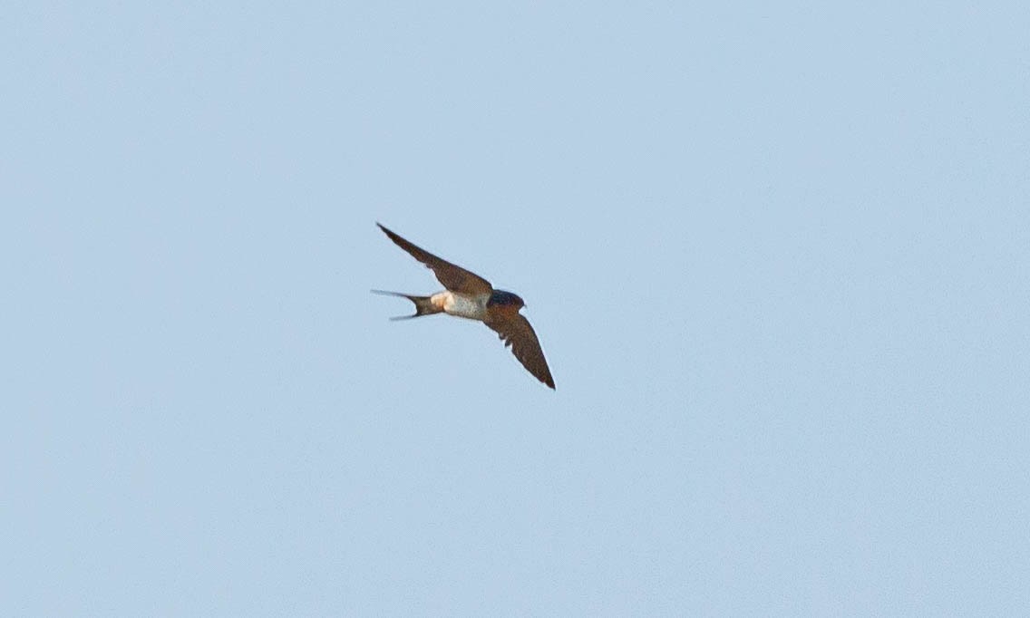 Barn Swallow (American) - ML110297921