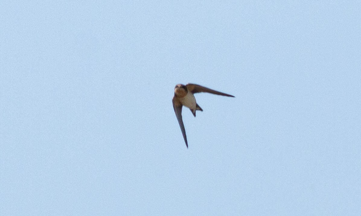 Barn Swallow (American) - ML110297931
