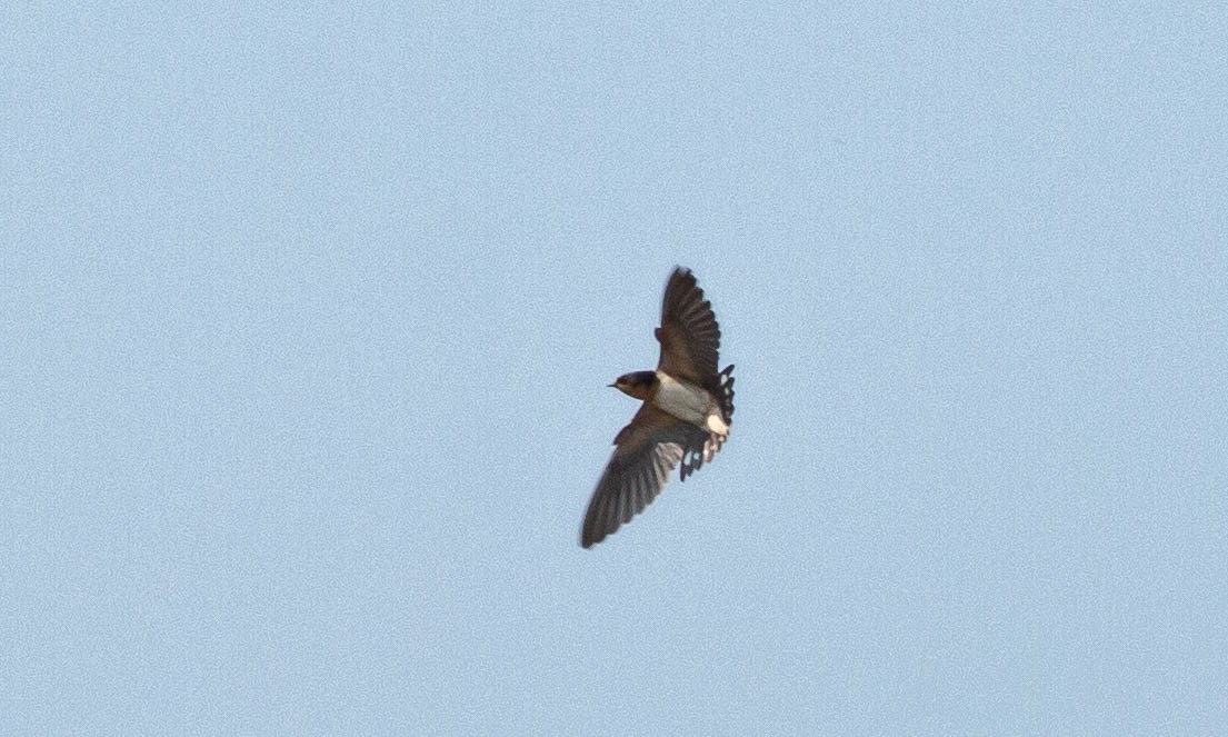 Barn Swallow (American) - ML110297941