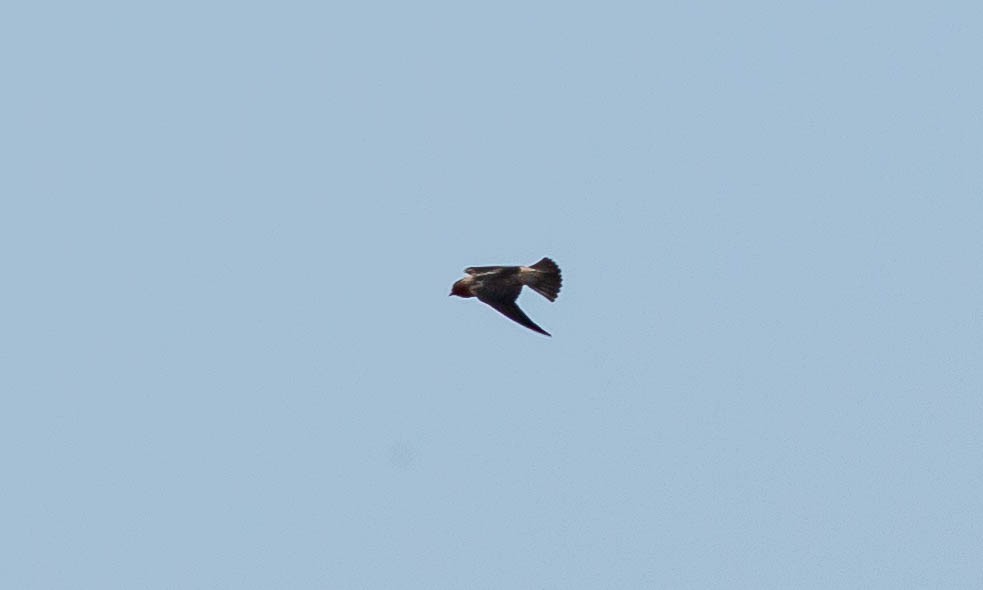 Cliff Swallow (pyrrhonota Group) - ML110298021