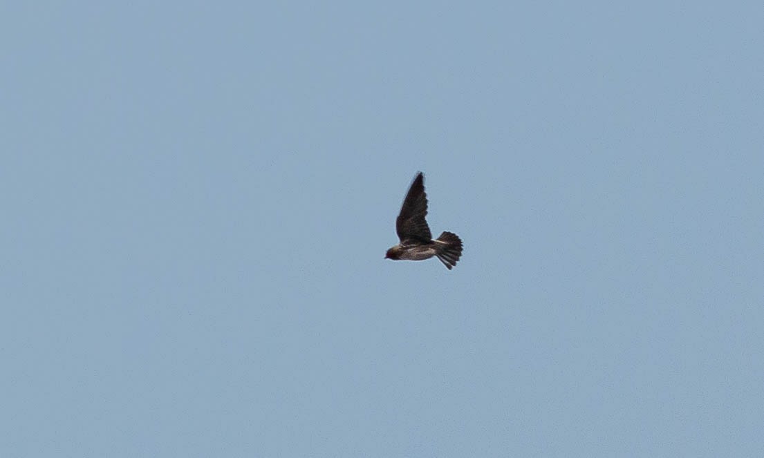 Cliff Swallow (pyrrhonota Group) - Paul Fenwick