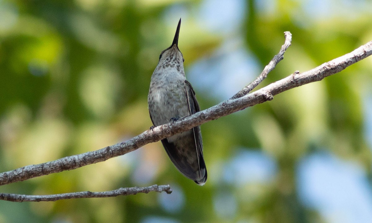 Anna's Hummingbird - ML110298091