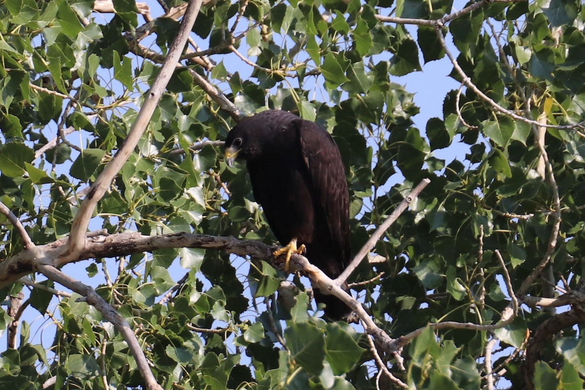 Zone-tailed Hawk - ML110298691