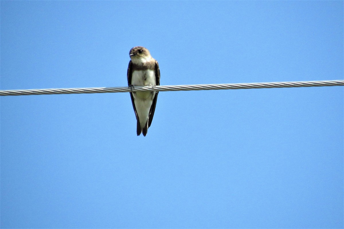 Bank Swallow - ML110299221