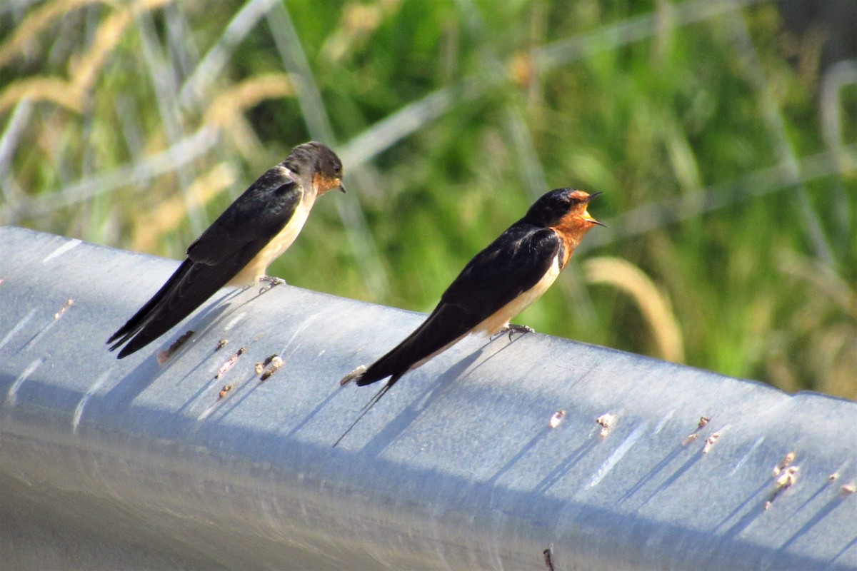 Barn Swallow - ML110299921