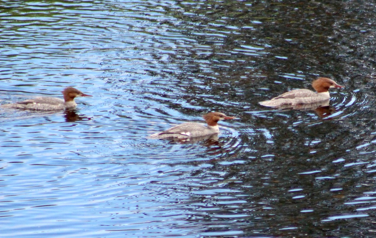 Common Merganser - ML110300061