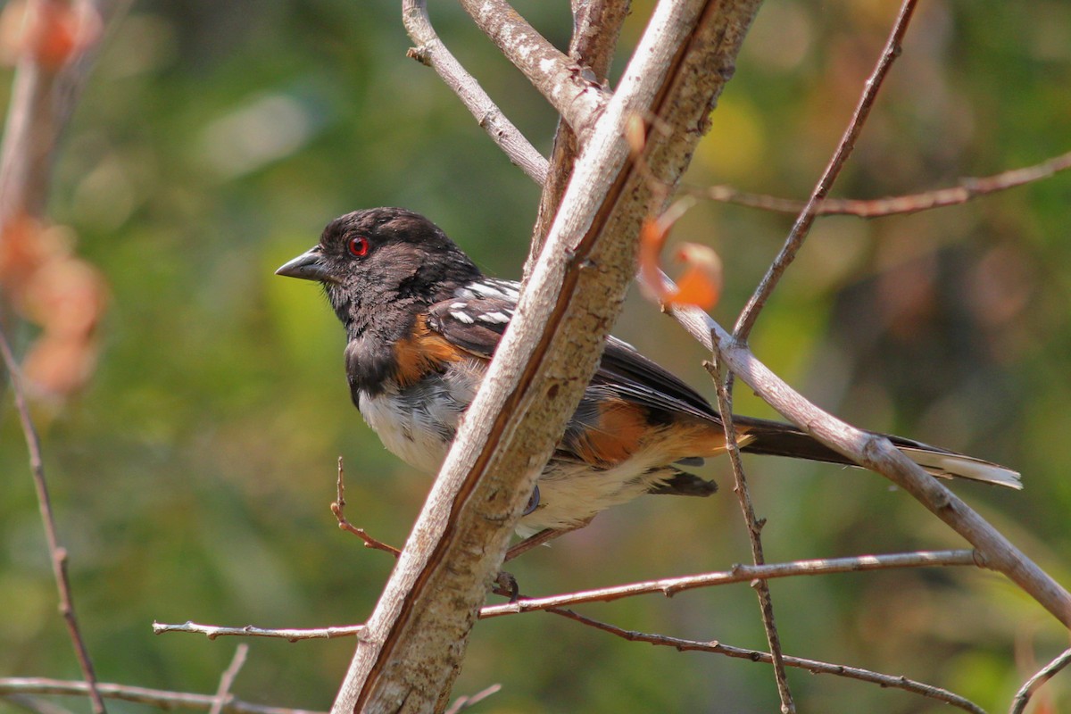Spotted Towhee