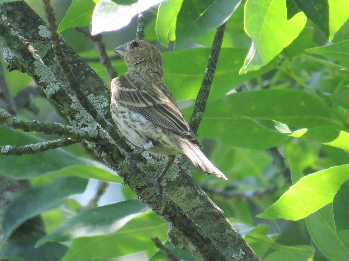 House Finch - Mia Keriazes