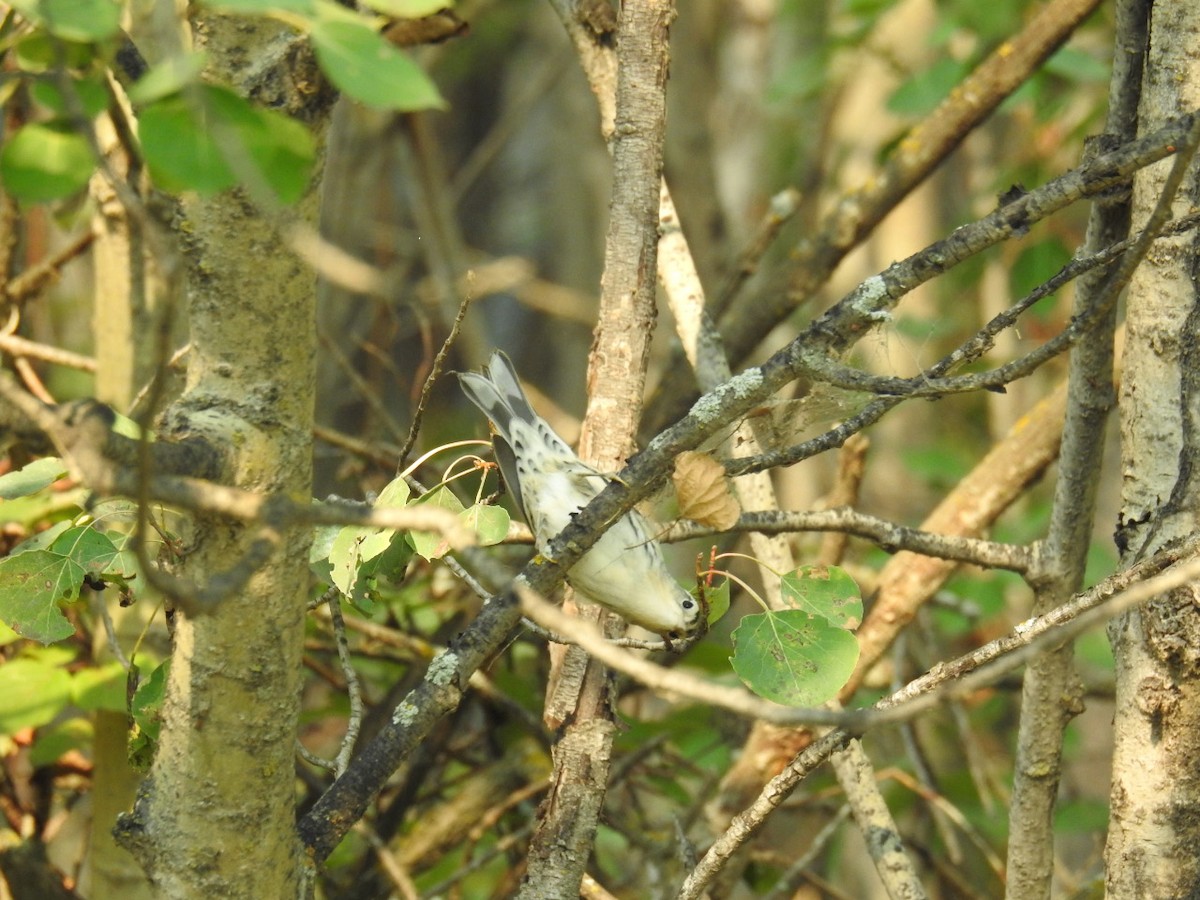 Black-and-white Warbler - Paul Brown