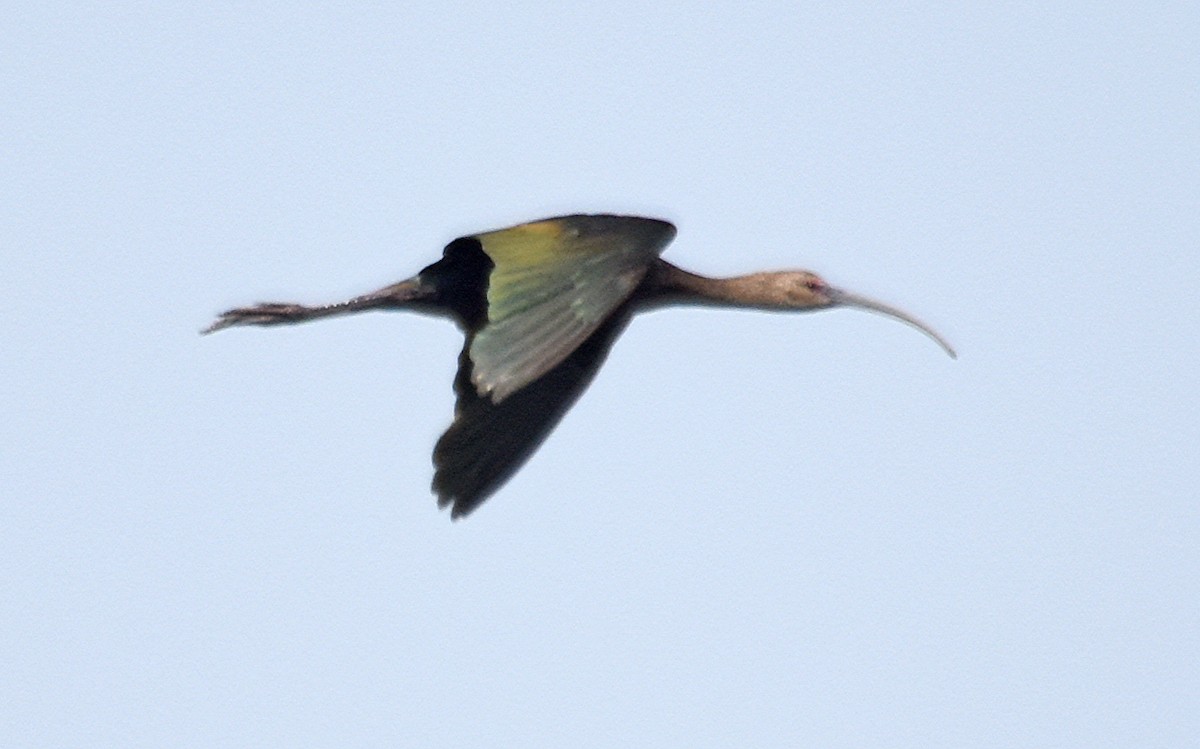 ibis americký - ML110301751