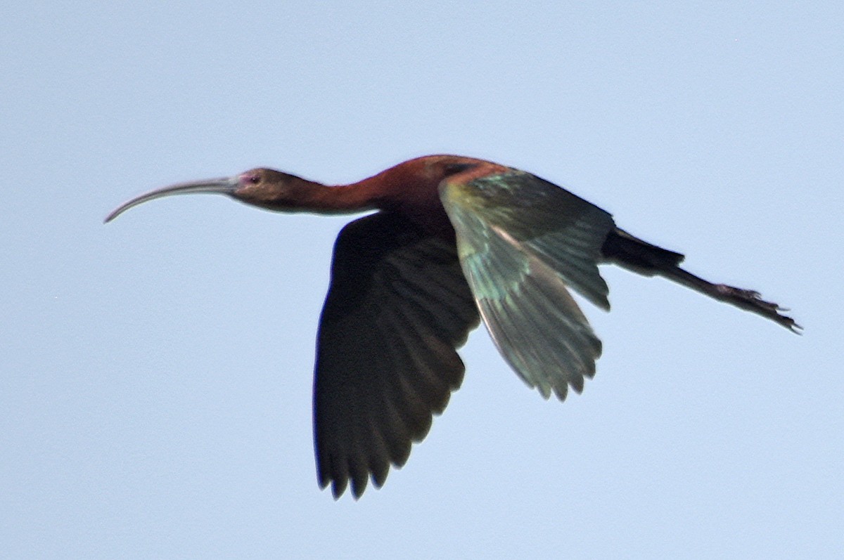 White-faced Ibis - ML110301771