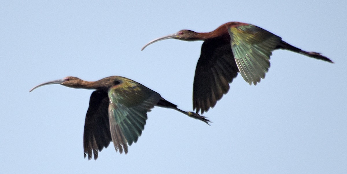 White-faced Ibis - ML110301791