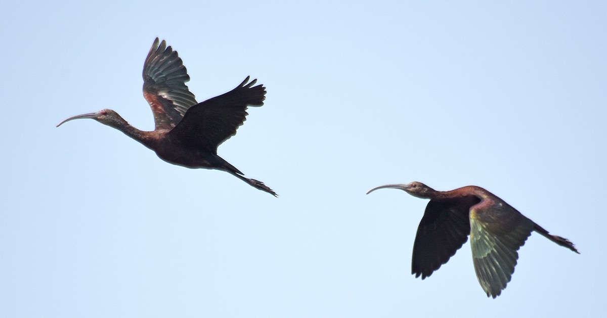 ibis americký - ML110301811
