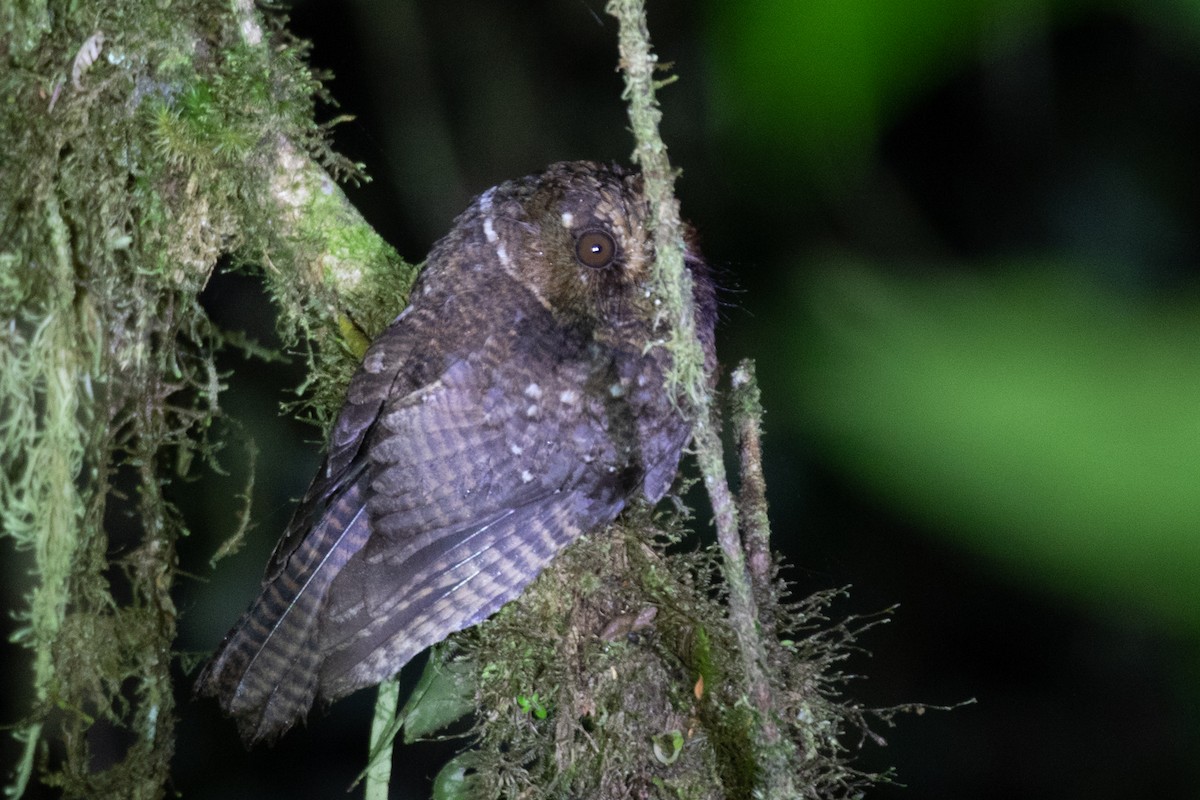 Mountain Owlet-nightjar - Robert Lewis