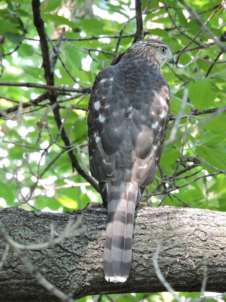 Cooper's Hawk - ML110302621